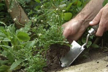 Iemand verwijdert het onkruid veldkers met een schep uit de tuin.