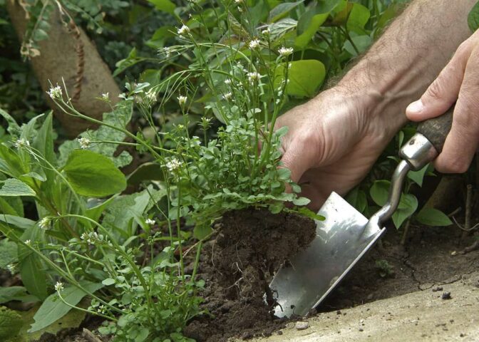 Iemand verwijdert het onkruid veldkers met een schep uit de tuin.