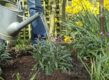 Planten in de tuin krijgen water uit een gieter.