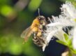 Bij op witte bloem close up