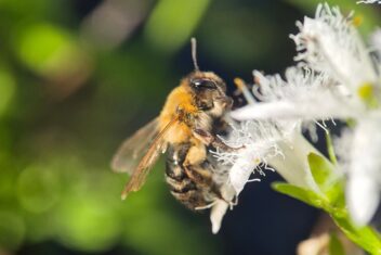 Bij op witte bloem close up
