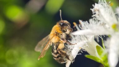 Bij op witte bloem close up