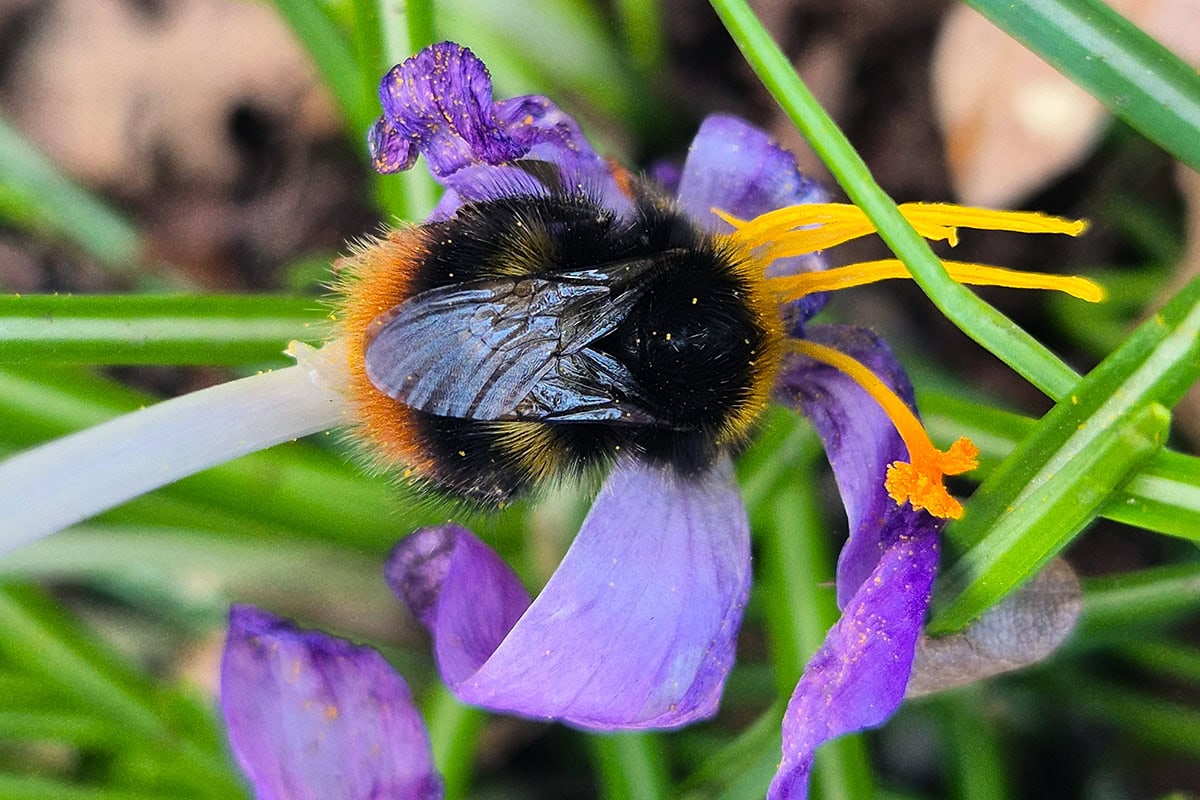 Hommel op paarse bloem in gras.