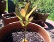 avocado pit planten in pot