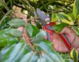 Elaeagnus x ebbingei Gilt Edge