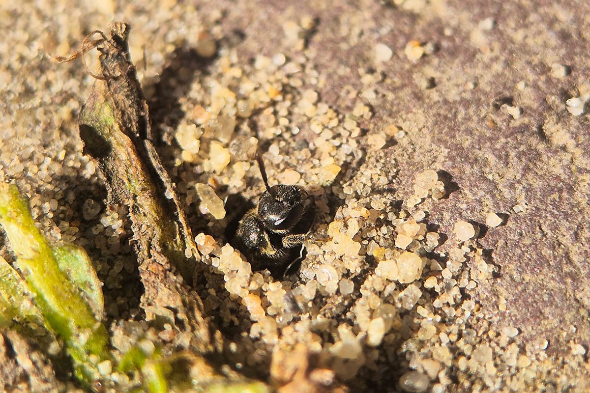 bij steekt hoofd uit nestgang in het zand.