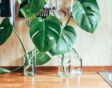 Monstera stekken in water