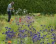 Kweker werkt op het land met bloeiende bloemen.