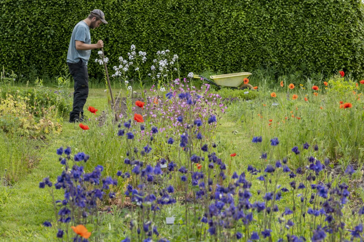 Kweker werkt op het land met bloeiende bloemen.