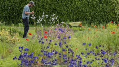Kweker werkt op het land met bloeiende bloemen.