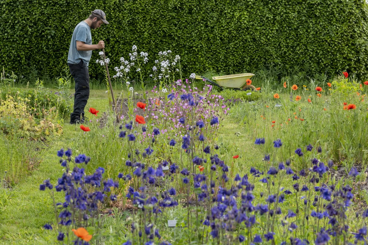 Kweker werkt op het land met bloeiende bloemen.