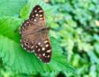 Bont zandoogje (Pararge aegeria) op blad