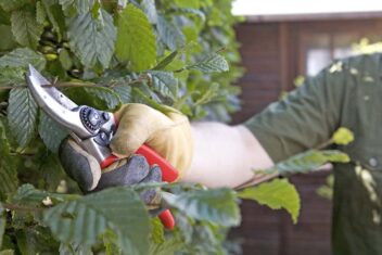 Iemand snoeit een haagbeuk met de hand met een snoeischaar.