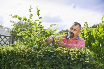 Man snoeit een haagbeuk vlak aan de bovenkant.