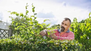 Man snoeit een haagbeuk vlak aan de bovenkant.