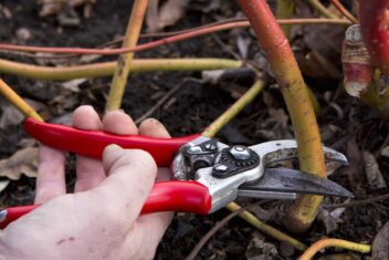 Iemand snoeit kornoelje tot aan de grond, met een handsnoeischaar.