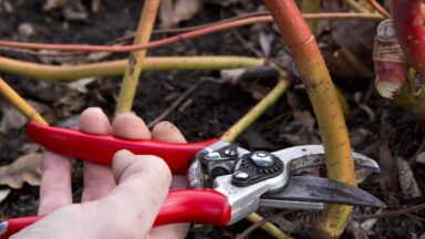 Iemand snoeit kornoelje tot aan de grond, met een handsnoeischaar.