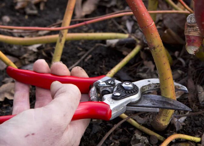 Iemand snoeit kornoelje tot aan de grond, met een handsnoeischaar.