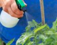 Melkmengsel wordt gesproeid op tomatenplant