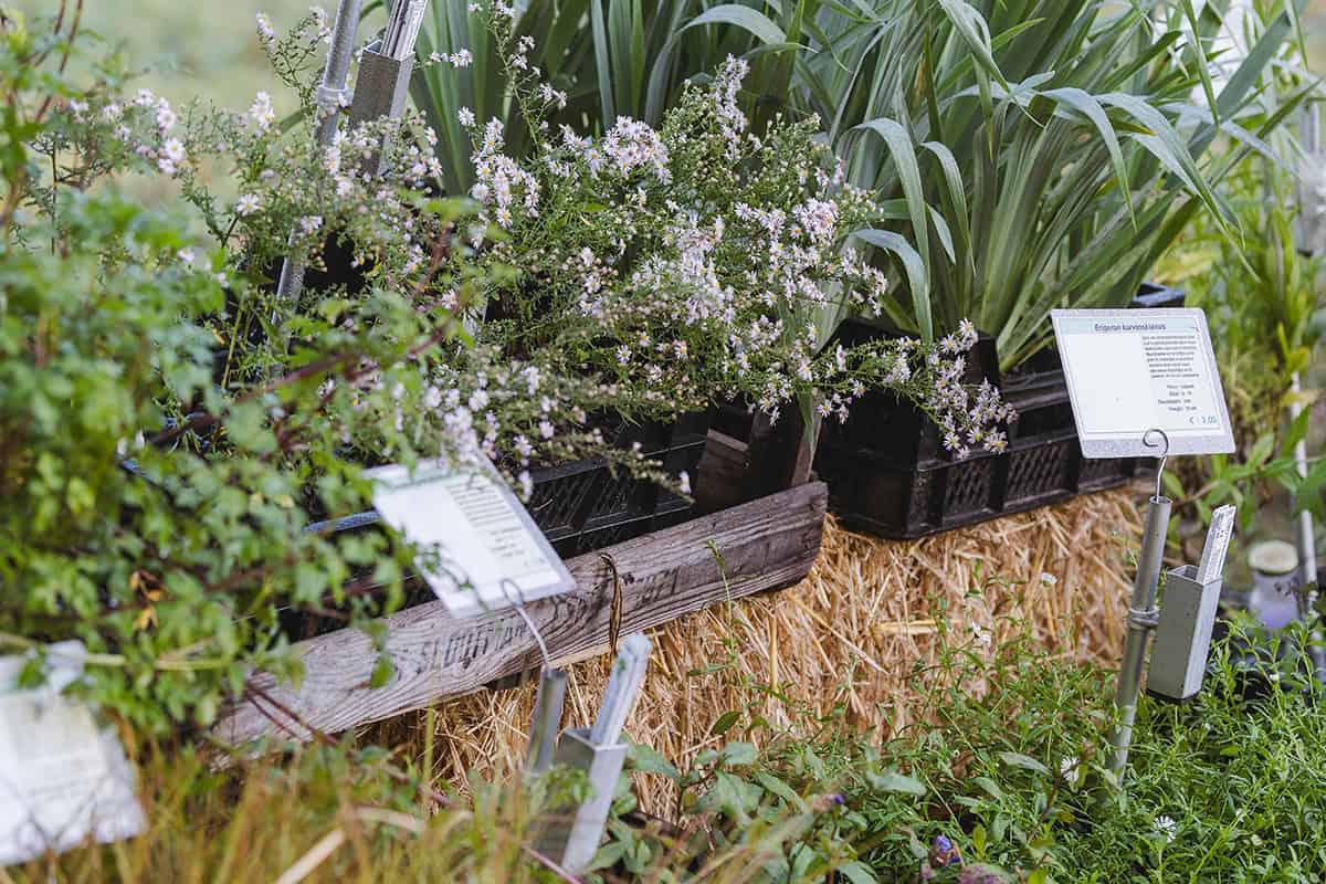 Planten staan in stand van kwekerij