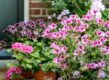 Pelargoniums in potten