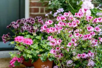 Pelargoniums in potten