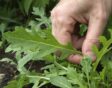Iemand plukt een blaadje rucola uit de moestuin.