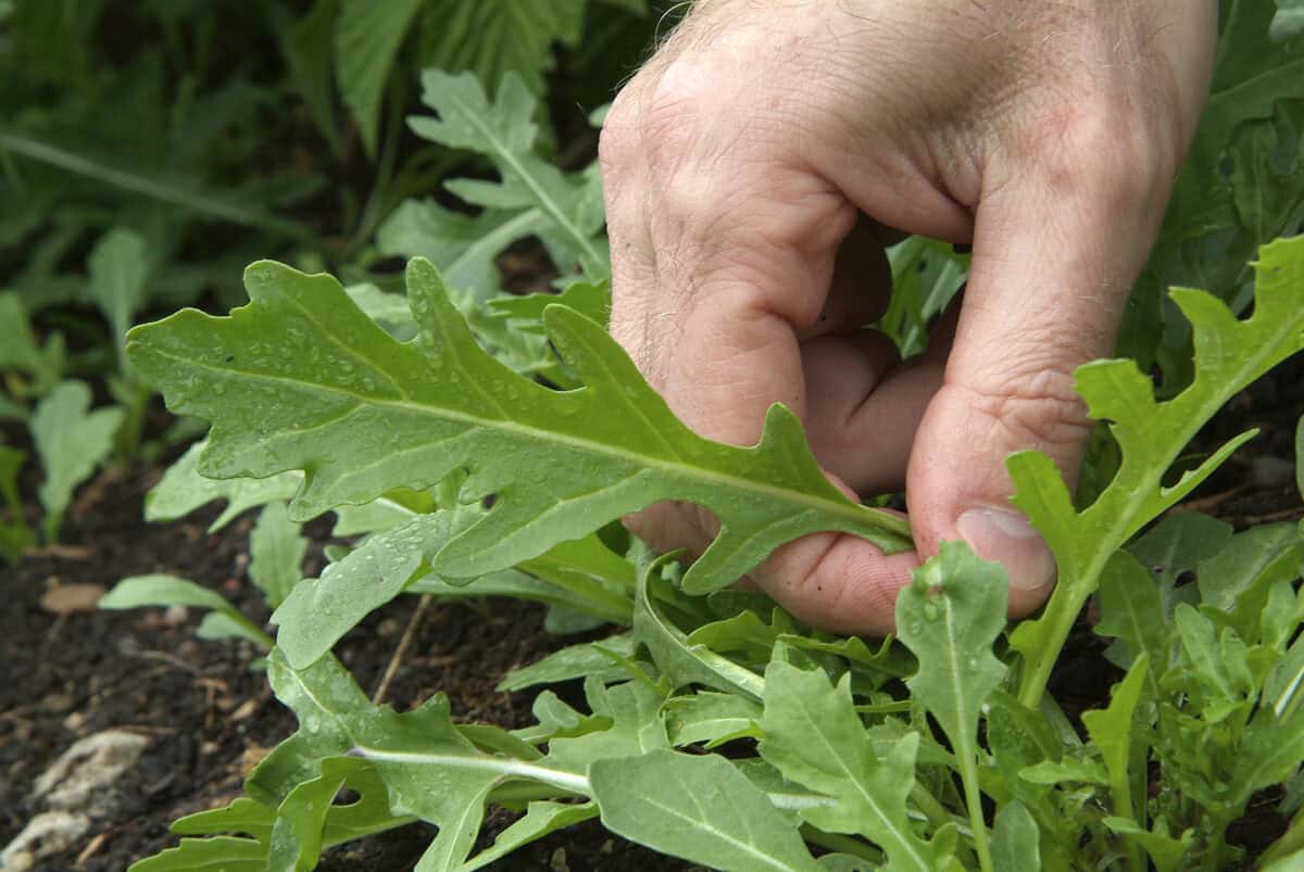Iemand plukt een blaadje rucola uit de moestuin.
