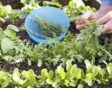 Iemand plukt rucola tussen meerdere slasoorten in de moestuin.