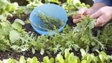 Iemand plukt rucola tussen meerdere slasoorten in de moestuin.