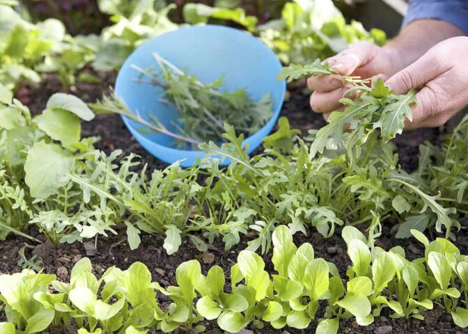 Iemand plukt rucola tussen meerdere slasoorten in de moestuin.