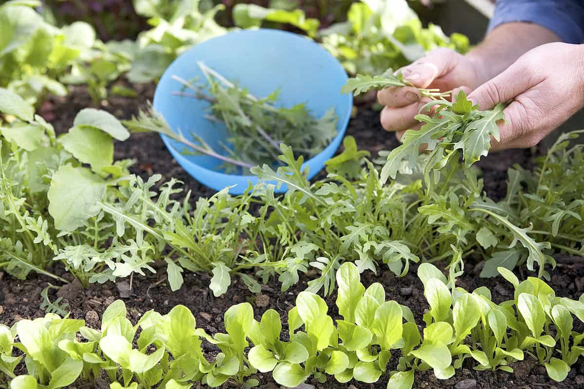 Iemand plukt rucola tussen meerdere slasoorten in de moestuin.
