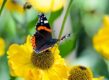 Atalanta op bloeiende helenium