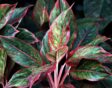Roze-rode strepen op de groene bladeren van Aglaonema