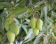 mango vruchten aan een mangoboom