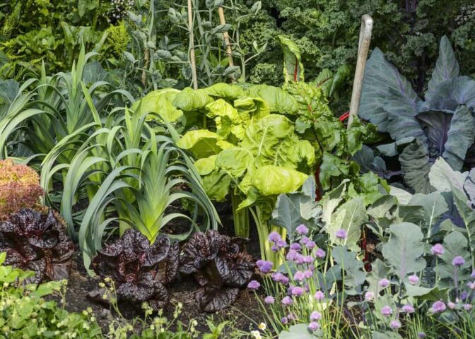 Cover voor De moestuin in juni: dit kun je allemaal doen