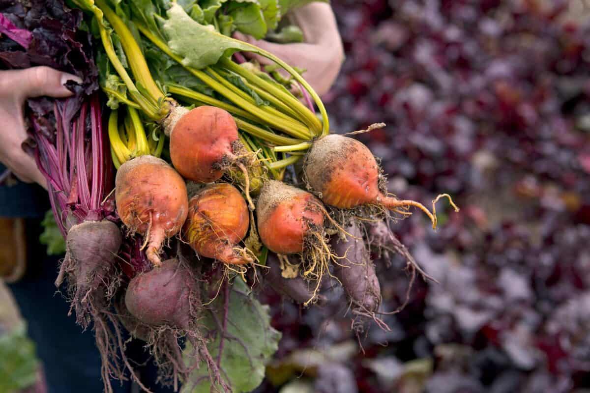 Een grote oogst aan bieten.