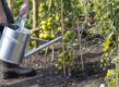 tomaten in de moestuin water geven met gieter