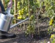 tomaten in de moestuin water geven met gieter