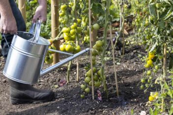 tomaten in de moestuin water geven met gieter