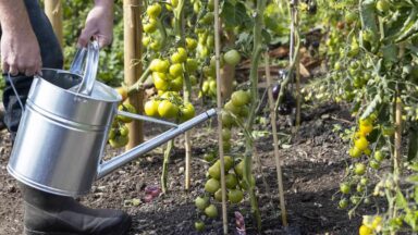 tomaten in de moestuin water geven met gieter