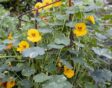 Oost-Indische kers met gele bloemen. Tropaeolum majus (Nasturtium)