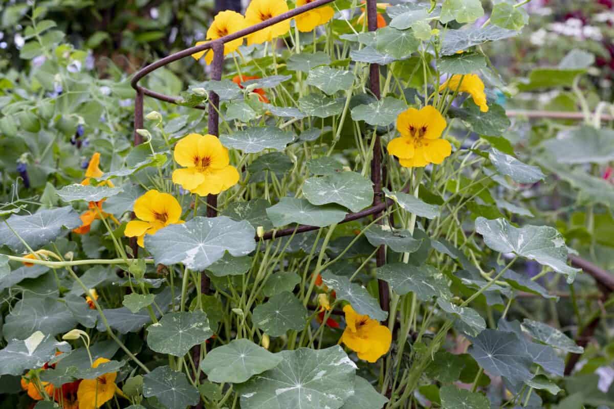 Oost-Indische kers met gele bloemen. Tropaeolum majus (Nasturtium)