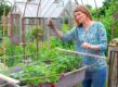 Vrouw spant net over aardbeien heen.