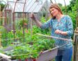 Vrouw spant net over aardbeien heen.