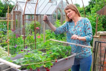 Vrouw spant net over aardbeien heen.