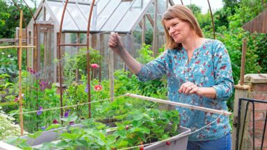 Vrouw spant net over aardbeien heen.