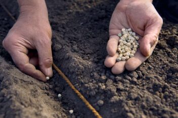 Erwten zaaien in geul langs touw