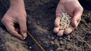 Erwten zaaien in geul langs touw