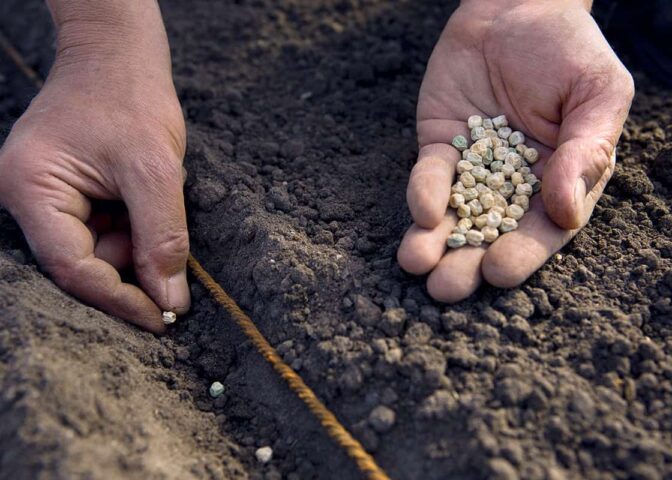 Erwten zaaien in geul langs touw
